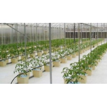 Bato Bucket/Dutch Bucket Hydroponic System