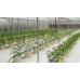 Bato Bucket/Dutch Bucket Hydroponic System