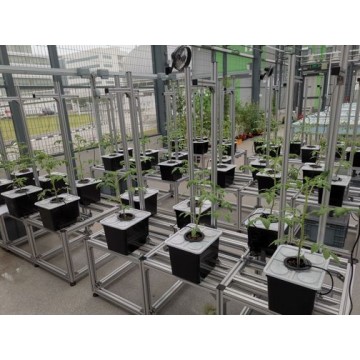 Bato Bucket/Dutch Bucket Hydroponic System
