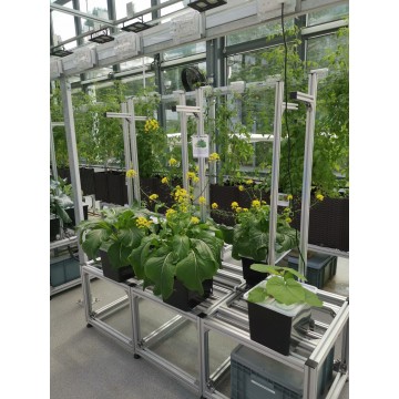Bato Bucket/Dutch Bucket Hydroponic System