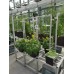 Bato Bucket/Dutch Bucket Hydroponic System