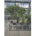 Bato Bucket/Dutch Bucket Hydroponic System