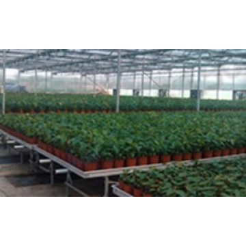 Greenhouse Rolling Benches