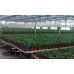 Greenhouse Rolling Benches