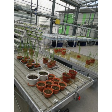 Greenhouse Rolling Benches